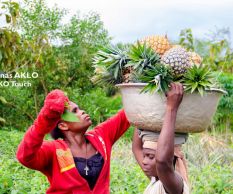 Production d'ananas de qualité au Bénin