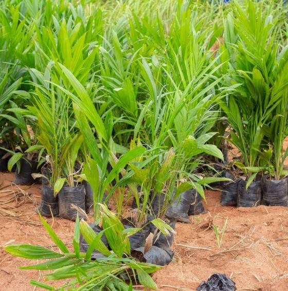 Pôle Agrobusiness Aklo House - Production agricole au Bénin